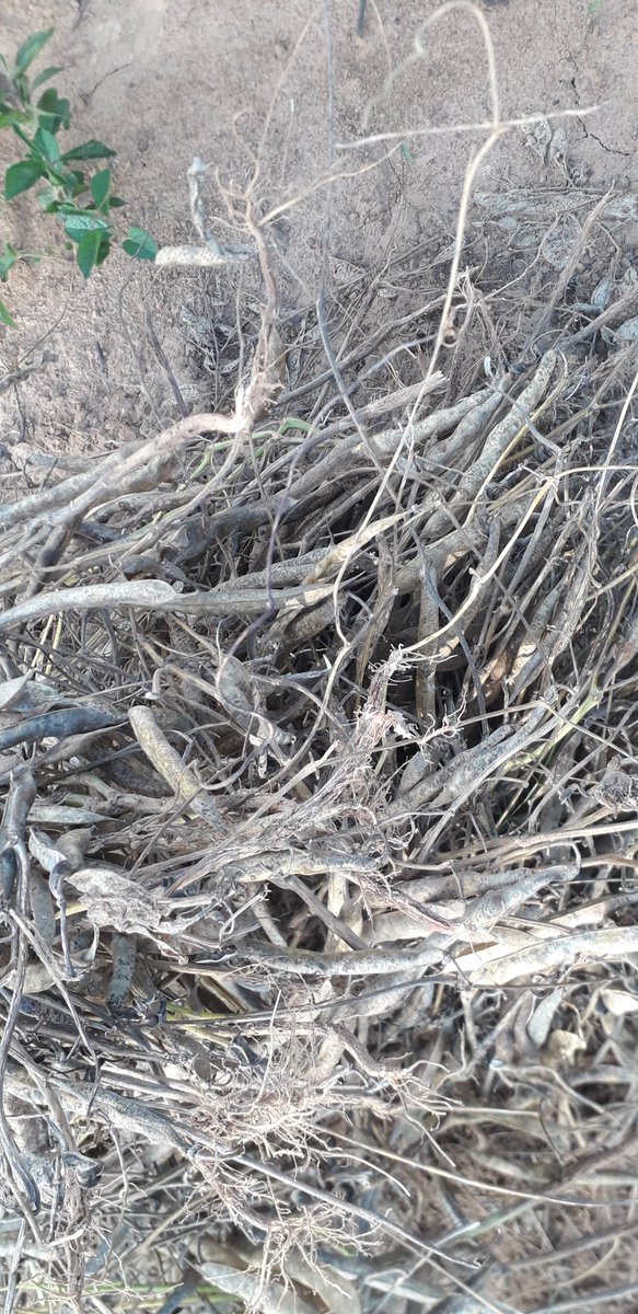 Camelmutombo (@camelmutombo2) on Twitter photo 