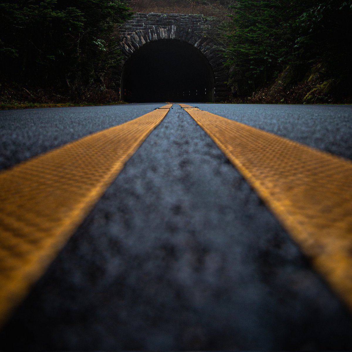 APDphoto's tweet photo. 🐜 #BlueRidgeParkway https://t.co/6WSLN8dSYg
