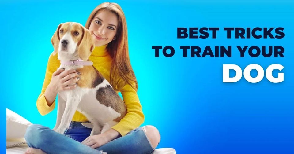 realworldpet's tweet photo. Best Tricks To Train Your Dog
If you are interested in learning more, then follow the link:
URL: https://t.co/iRSM14Qy99
#caredog #trainingdogs #TricksToTrainYourDog https://t.co/AhkP6qxu2p