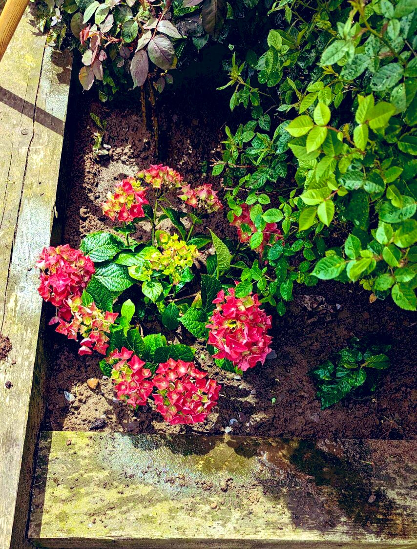 ljmatic123's tweet photo. I’ve got sad news to tell you all this MewMonday.

15 yr old Honey went peacefully over the 🌈  this morning after a short illness.

My human’s son’s family are very sad, me too, but she is still with them in the garden 🪴 

#CatsOnTwitter #CatsOfTwitter #Hedgewatch #MewMonday https://t.co/TDHpzPsaEJ
