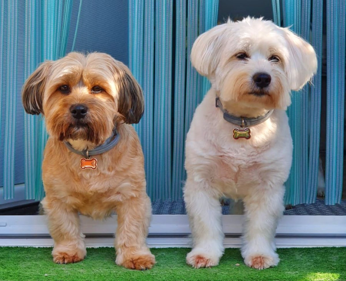 SosAbuelos1's tweet photo. #NAVARRA
Se necesita hogar para estas dos preciosas perritas:
#CHISPA (Blanca) la mamá; de 10 añitos & #KIRA (Marrón) la hijita; de 7 años.

Han vivido juntas siempre y lo ideal sería una familia para las dos. Supondría un trauma para ambas separarlas a estas alturas...

Son muy buenas y cariñosas, a la vez que miedosillas y algo desconfiadas al principio.

Tienen muchísimo miedo a los petardos.
Kira ladra a cualquier ruido.
Chispa está esterilizada.

649778429