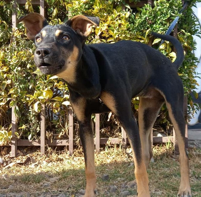 HailuIgitu's tweet photo. Have you seen my dog please please please 🙏🙏🙏 https://t.co/vwBCj2T9aG