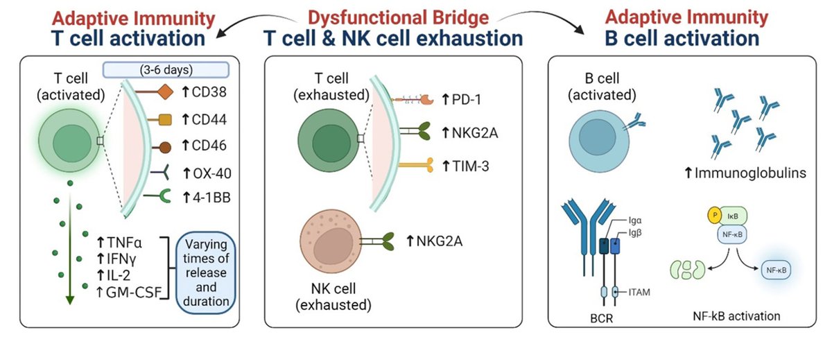 A review of the complex immune system dysregulation in #LongCovid 
elifesciences.org/articles/86014…
<a href="/eLife/">eLife - the journal</a> by <a href="/jalees_rehman/">Jalees Rehman</a> and colleagues