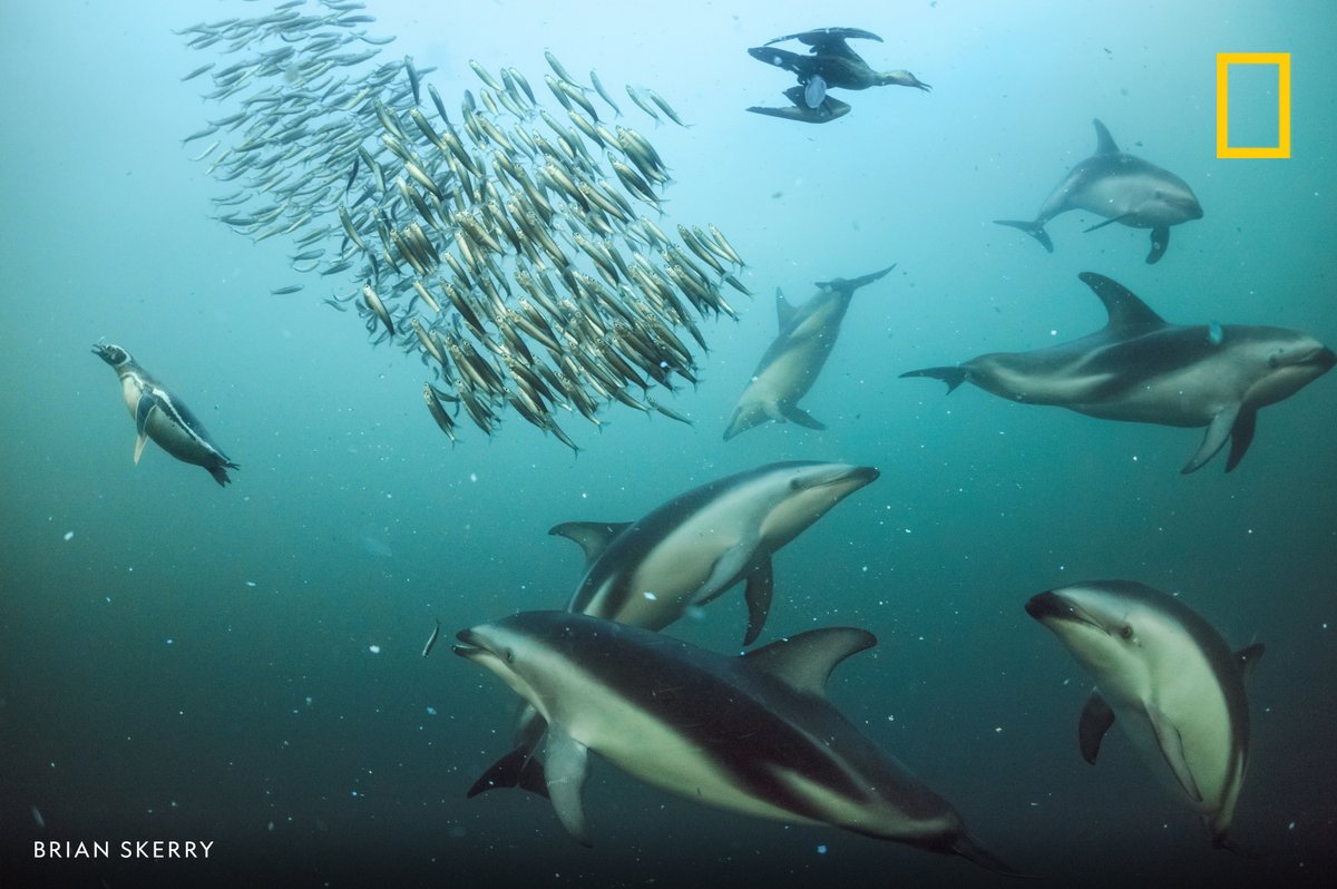 NatGeo's tweet photo. Dusky dolphins off Patagonia herd anchovies into neat spheres and then take turns gulping--being intensely social, dolphins work together on ingenious feeding strategies https://t.co/XDypcW39Rg