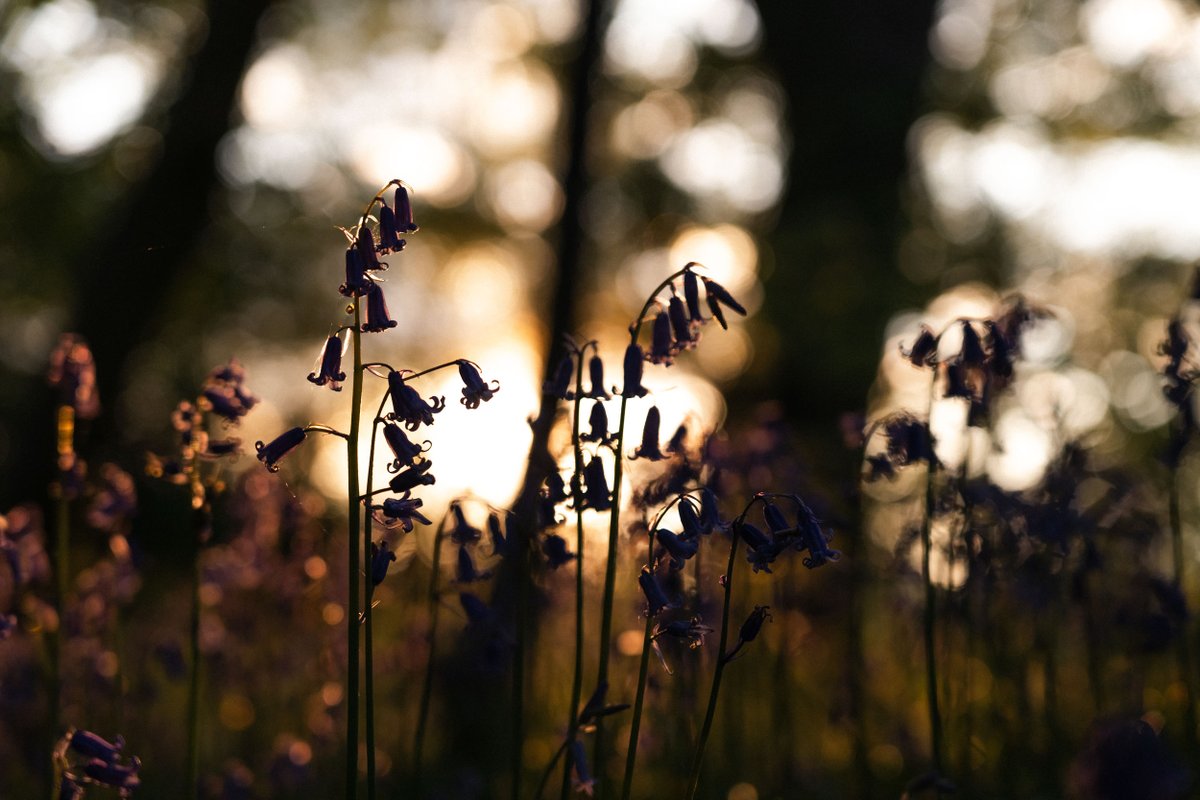 I haven't found the opportunity to photograph the bluebells in their daylight glory
So I headed out in the evening so as not to miss their enchanting presence altogether!
#WexMondays #FSprintmonday #Sharemondays2023