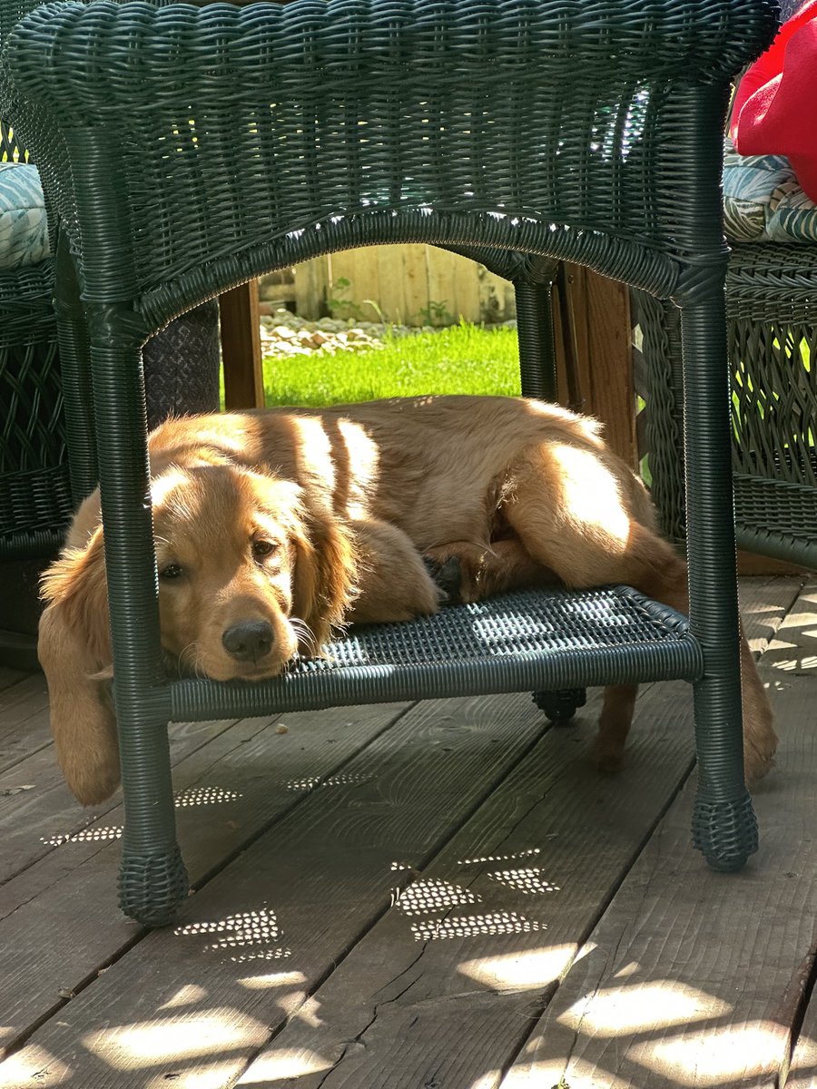 RiverRuns2023's tweet photo. Haven’t outgrown my favorite spot yet!!!! #goldenretriever #Goldenretrievers #dogsoftwitter #13weeks https://t.co/qLdWs8KQIJ