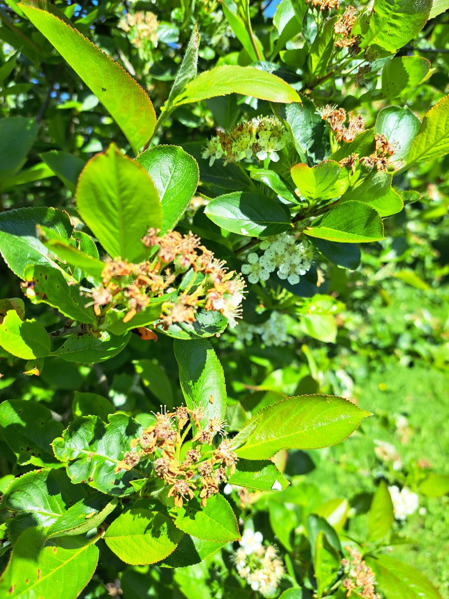 As the blossom fades on the #Aronia Berry Bushes across our #Kent plantation you can see the early development of the fabulous #berries which will ultimately become Tickleberries Aronia Juice! 

One more week to enjoy our Friends offer! 

bit.ly/2ONlazA

#BankHoliday