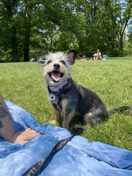 smokes wanted to drink wine in the park, so we obliged https://t.co/MD53Z0uD8k