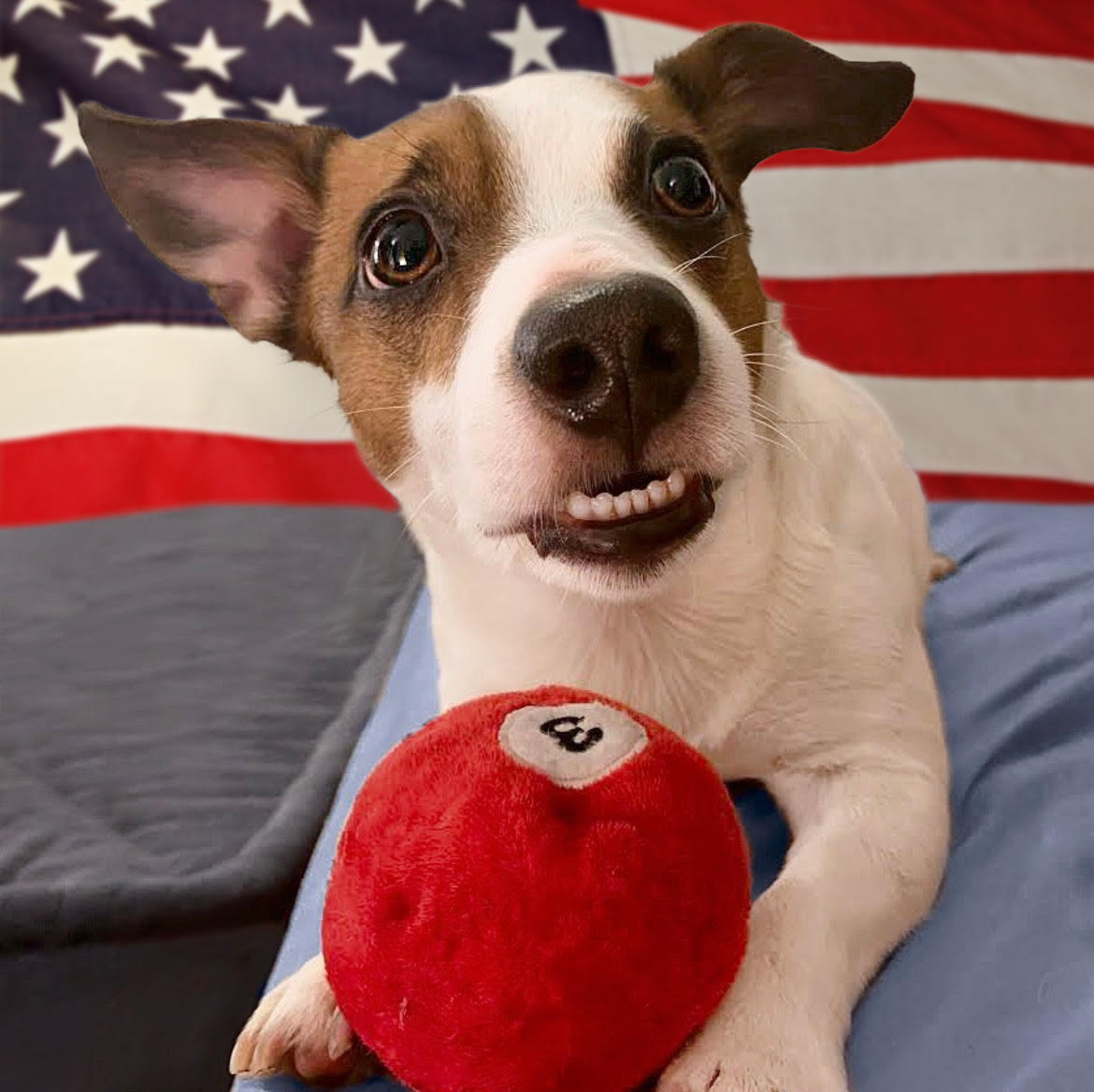 Have a great Memorial Day, everyone 🇺🇸 ❤️ 🐶 I’ll bring my ball to you so we can play! Quiet relaxation is overrated anyway 😝

#memorialday #dogfriendlynyc #dogsofnyc #jackrussellnation #nyc #9gag #barked #animalsdoingthings #jrt #jackrusselldog #astro #dogs #dog #cute #cuteness…