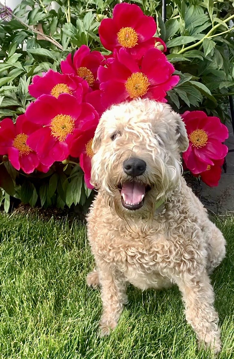 Pulled out my cheery face to match these cherry floofs!  Hope you have a cheery day!
🌺❤️🌺❤️🌺❤️🌺❤️🌺❤️🌺
#wheatenterrier #peony #dogsoftwitter #hi