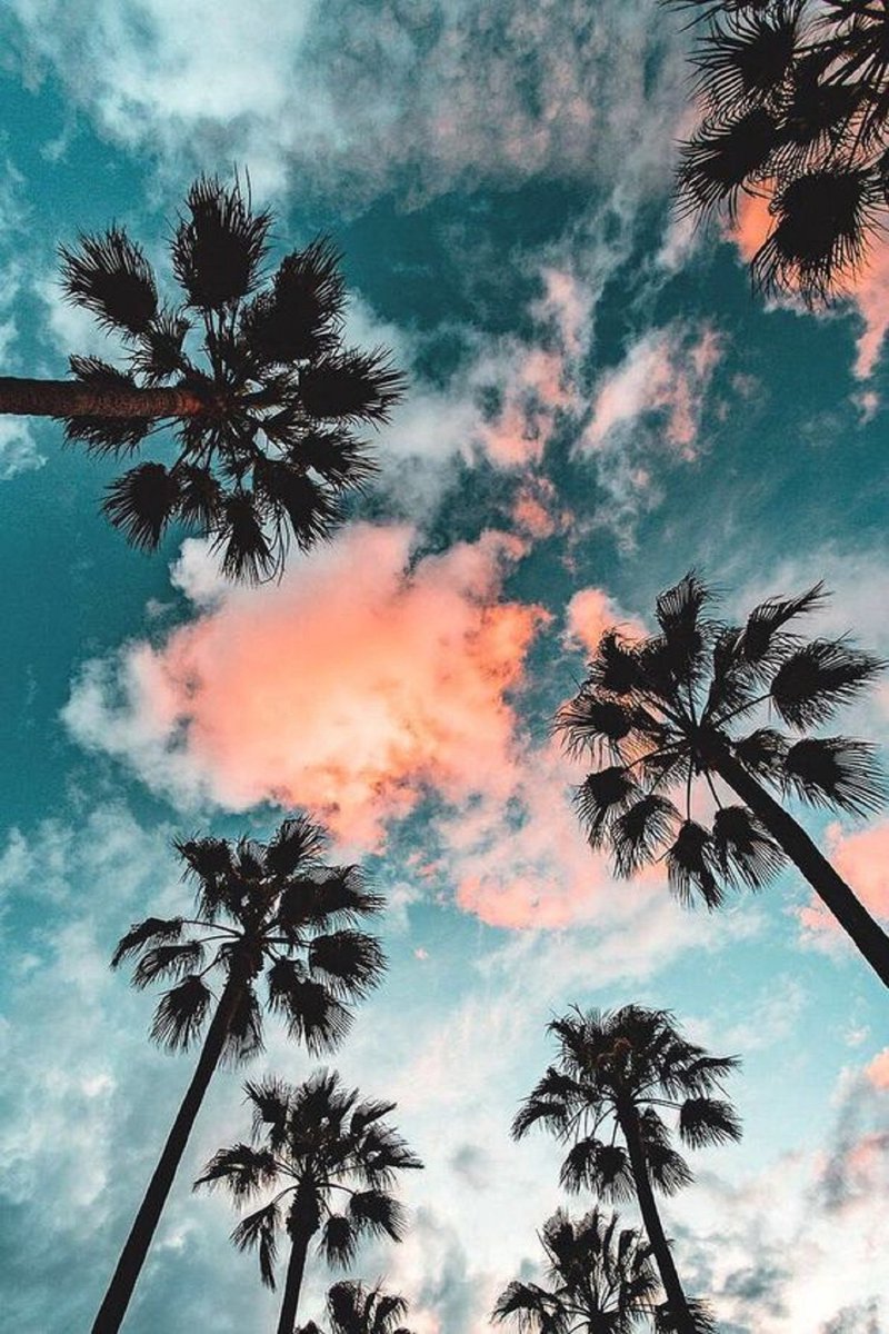 Coast time, palms & Sky