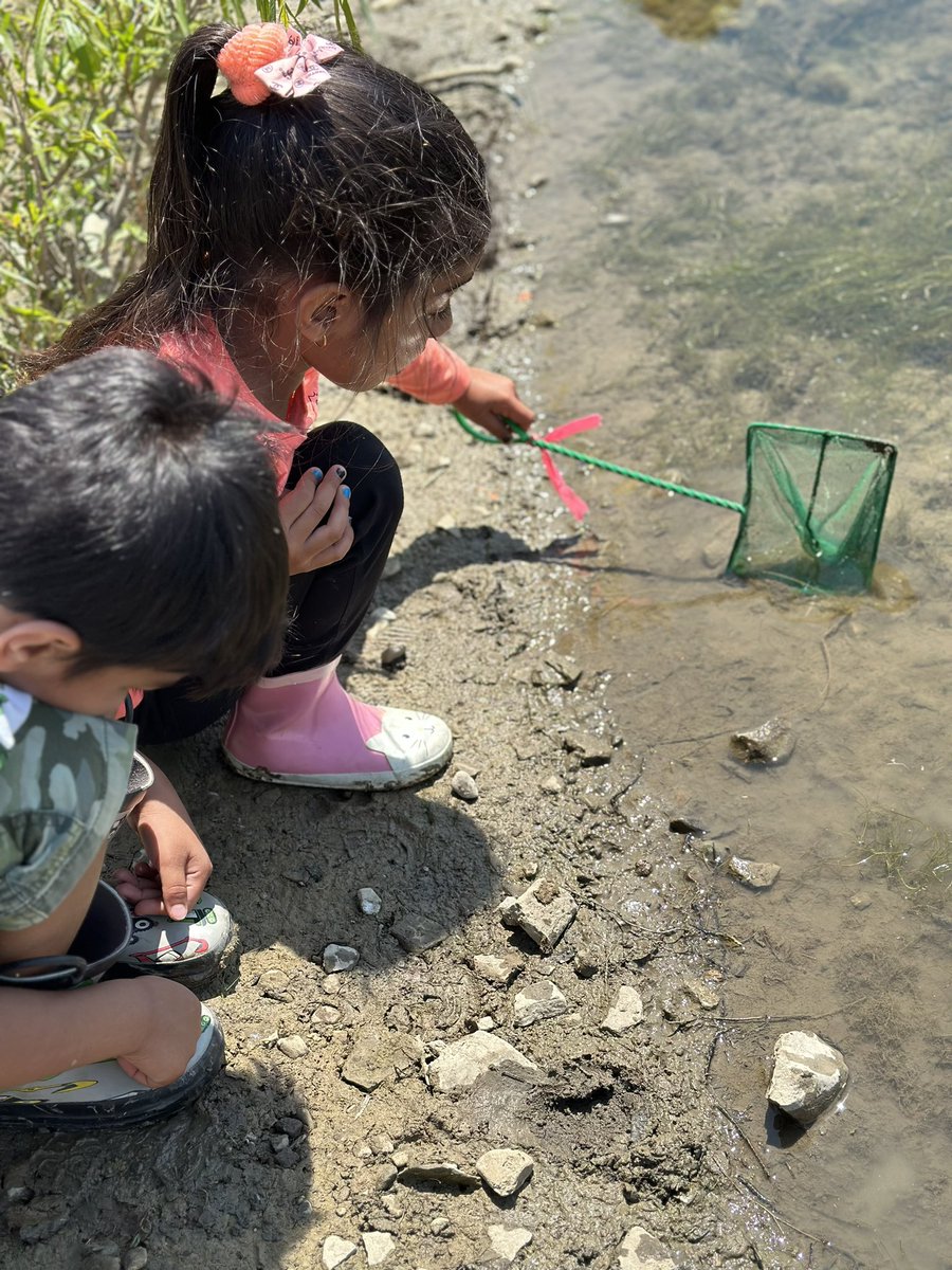 Roosloan's tweet image. A day at the reservoir, catching tadpoles for pond studies @TonyPontesPS #peeleyc @peel21st @RangerRidley