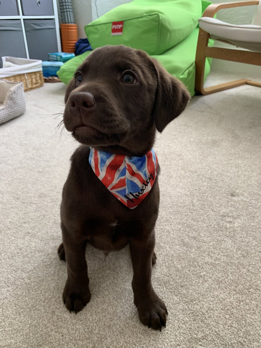 tailsofhuxley's tweet photo. Mum tells me I’m very handsome #lab #labrador #labradorretriever #kcregisteredlabrador #chocolatelab #chocolatelabrador #puppy #puppiesofinstagram https://t.co/rxYAGbVOsL