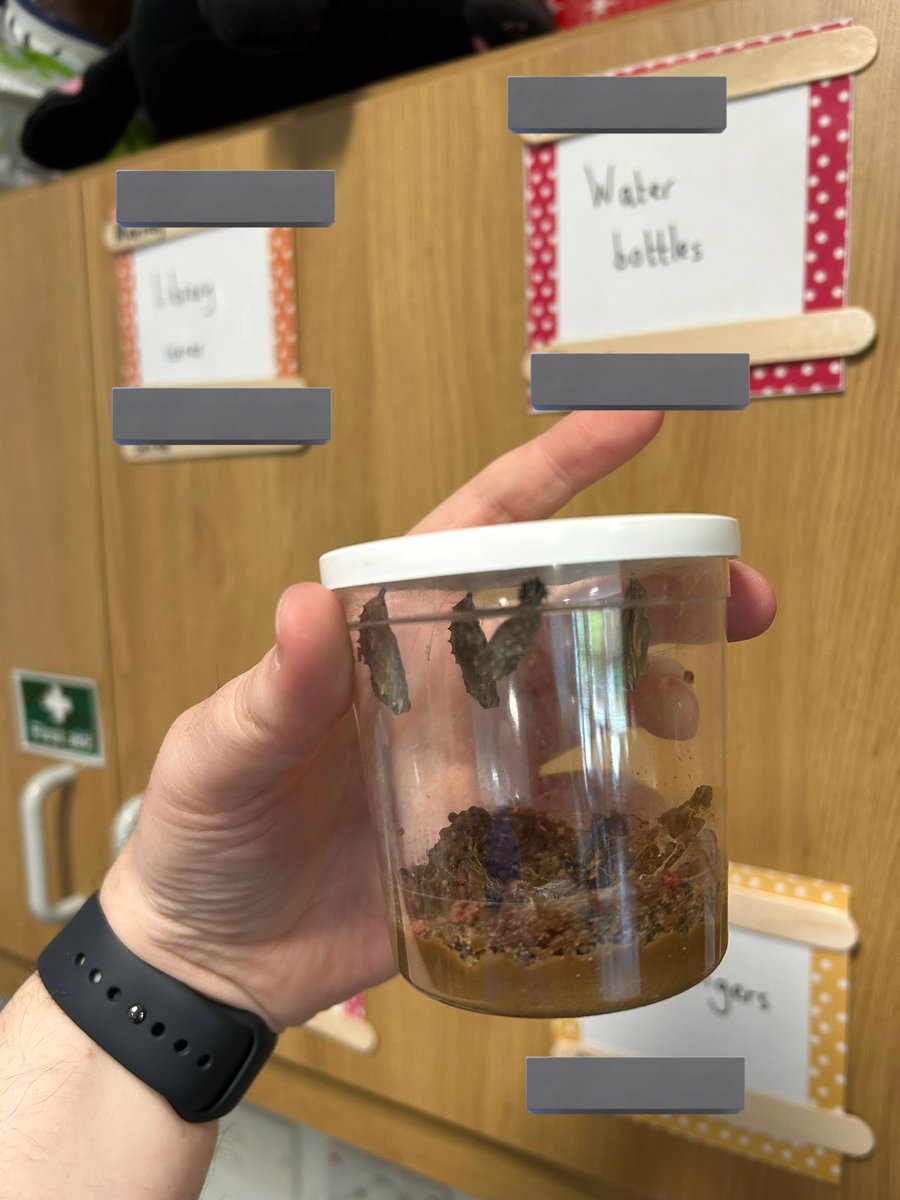 Our caterpillars are in their chrysalises and ready to be put in their butterfly nets!