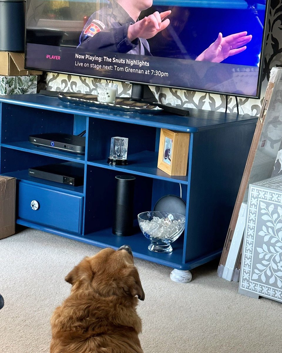 RealJMRobson's tweet photo. Luna loved the Snuts - watched them for ages 🤣🤣

#thesnuts #radio1bigweekend  #bigweekend #radioonebigweekend #bbcradio1bigweekend #bbcradio1 
#dogsofinstagram #dogs #dogstagram #bigdog #bigdogsofinstagram #bigdogs #bigdoglovers #cutedog https://t.co/Tr54eIou4D