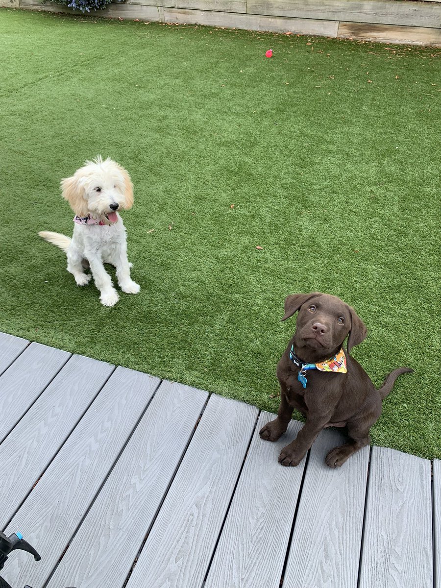 tailsofhuxley's tweet photo. I had a lovely puppy play date with my new bestie 5 month old labradoodle Bingo ❤️ #lab #labrador #labradorretriever #kcregisteredlabrador #chocolatelab #chocolatelabrador #puppy https://t.co/FfJ8VXcp2E