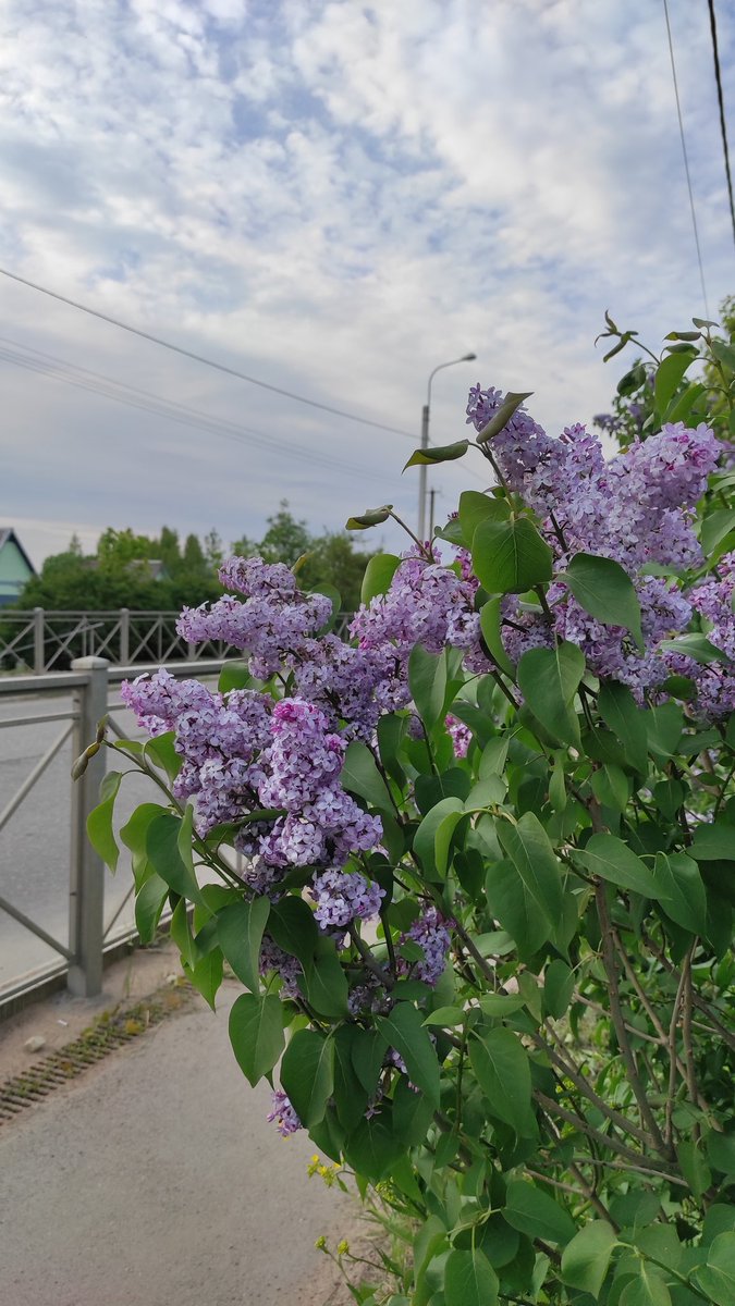 i_amnotawriter's tweet photo. Скандинавская легенда о сирени.

Богиня Весны проснулась и собралась украшать землю весенними цветами, а на помощь позвала она Солнце и Радугу. Шли они, осыпая землю своими лучами, смешивая все оттенки, и на всех лугах, полях и деревьях появлялись прекрасные разноцветные цветы. https://t.co/zjqgzAPM2y
