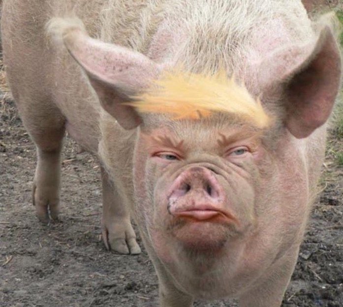 Speaking of 'PIGS,' Donald...
🤭😂😌😏