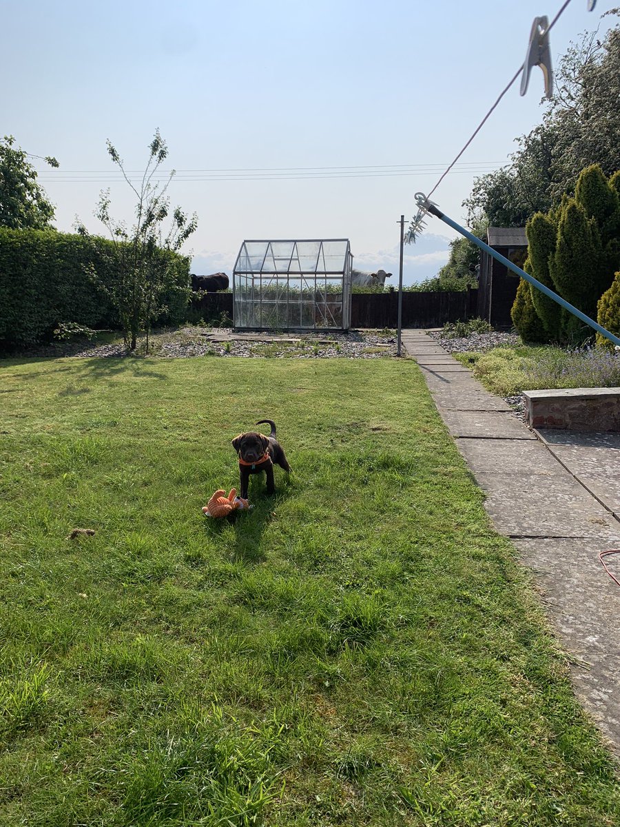 tailsofhuxley's tweet photo. Urm mum help the scary cows are watching me again #lab #labrador #labradorretriever #kcregisteredlabrador #chocolatelab #chocolatelabrador #puppy https://t.co/ZD9febz3mj