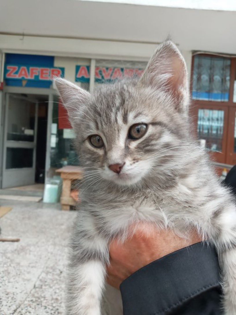 Masum Gözler tweet media