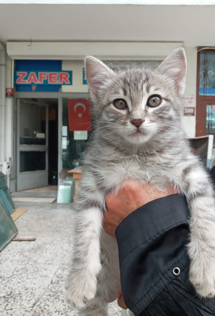 Masum Gözler tweet media