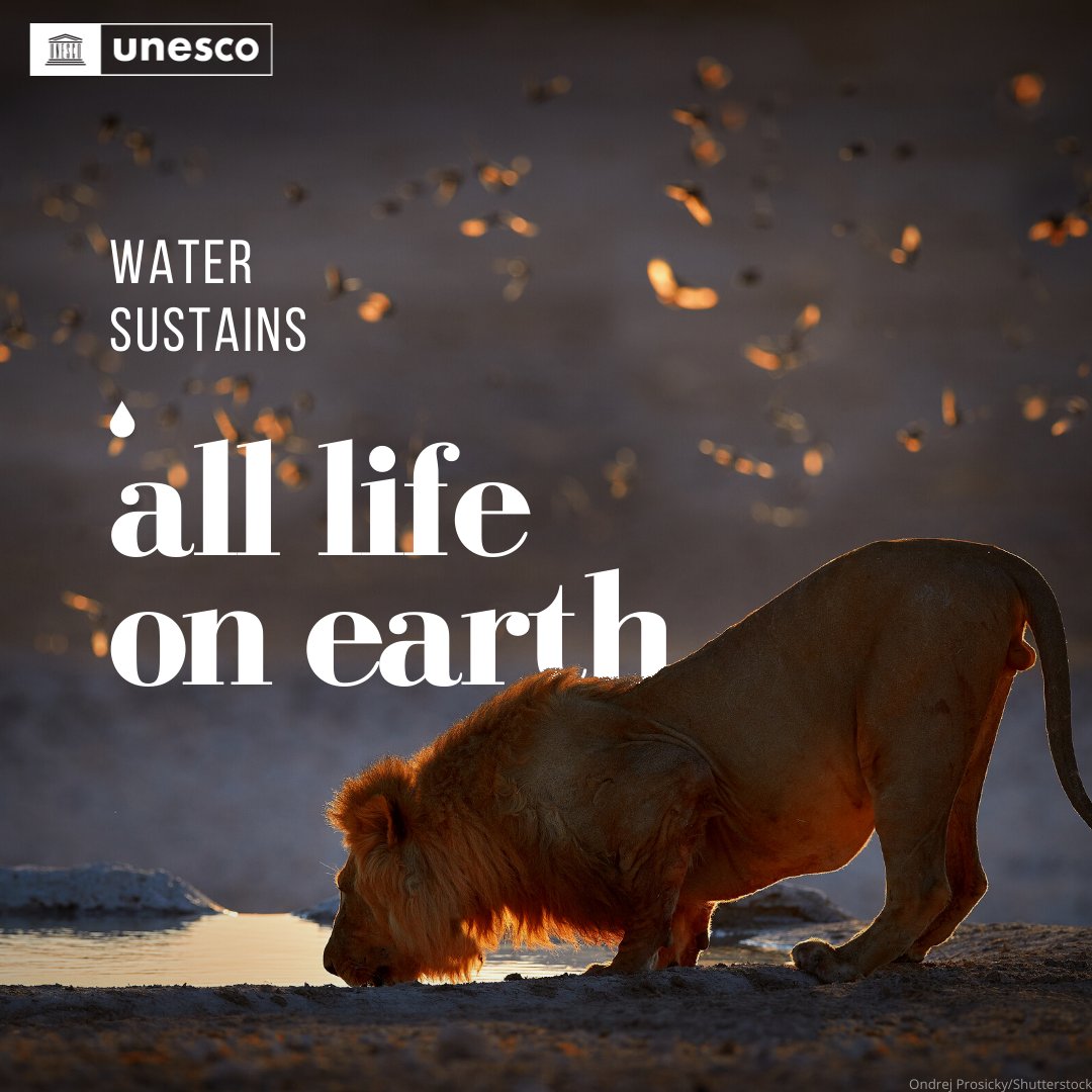 Water is a source of life.

But 80% of wastewater flows back into the ecosystem without being treated or reused - causing irreversible harm.

The future of our planet is in our hands, we must safeguard it.

on.unesco.org/WorldWaterRepo… #WorldWaterReport