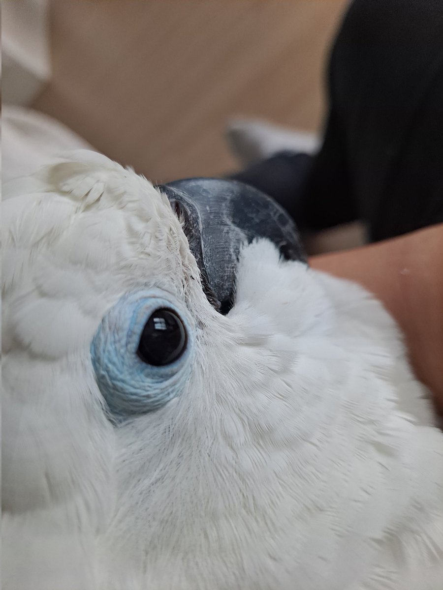 세상에 아침부터 미모에 빛을 발하는 우리멋진귀여움구룸둥이 짱아같으니라거..!.!