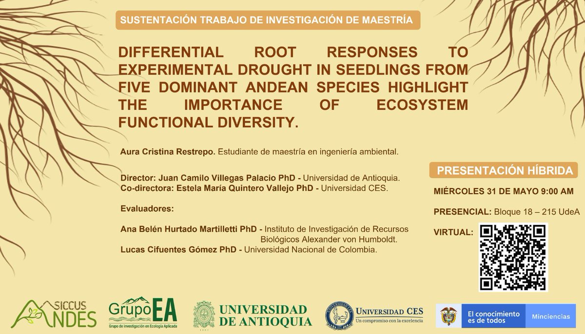 Este 31 de mayo a las 9:00 am será la sustentación de la tesis de maestría de la Ing. Ambiental @AuriisRestrepo desarrollada en nuestro proyecto. No se la pierdan! Enlace para acceder de forma virtual a través del QR. #drought #ROOTS #rootsbiology #Andeanforest