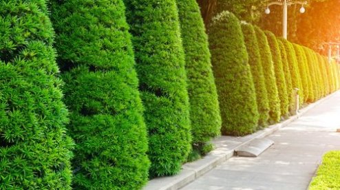 kremen_ua's tweet image. Уход за декоративными культурами — можжевельник, …  kremenchug.ua/news/consumer/…

#растения #садоводство