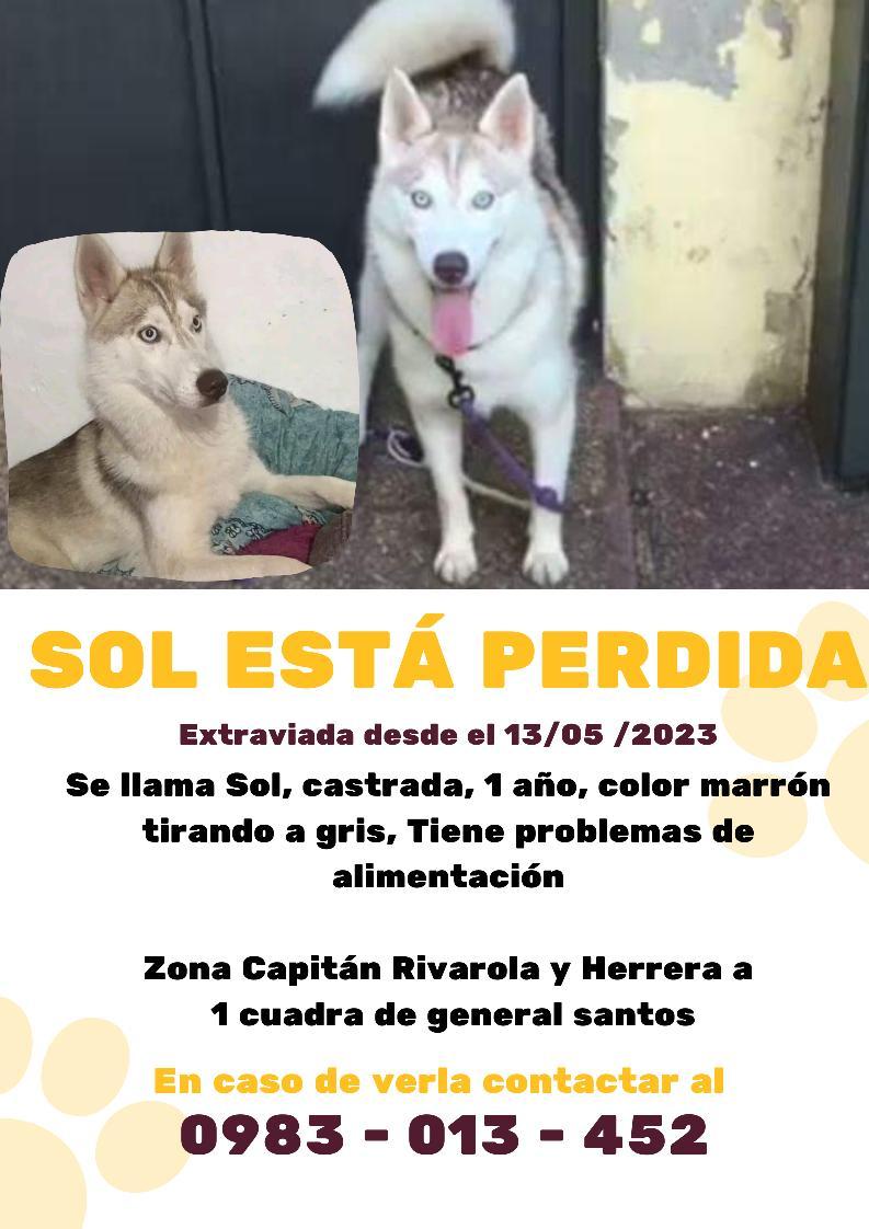 Sigo con la esperanza de encontrarte Sol, tu familia no deja de buscarte! No Vamos a parar hasta llegar a las personas que te agarraron y no te quieren devolver. ❤🐺 <a href="/animalclubpy/">Animal Club Py</a> <a href="/koalandeMichi/">Koa La Nde Michi 😺😸😽😼😻</a> <a href="/lucha_enc/">Lucha contra la Crueldad Animal</a> <a href="/patitaperdidas/">Patitas perdidas</a> <a href="/perdidospy/">Mascotas Perdidas Py 🇵🇾</a> <a href="/perdidospy/">Mascotas Perdidas Py 🇵🇾</a> <a href="/OlfateandoHPy/">Olfateando Huellas</a> <a href="/salvandohocicos/">Salvando Hocicos Paraguay</a>