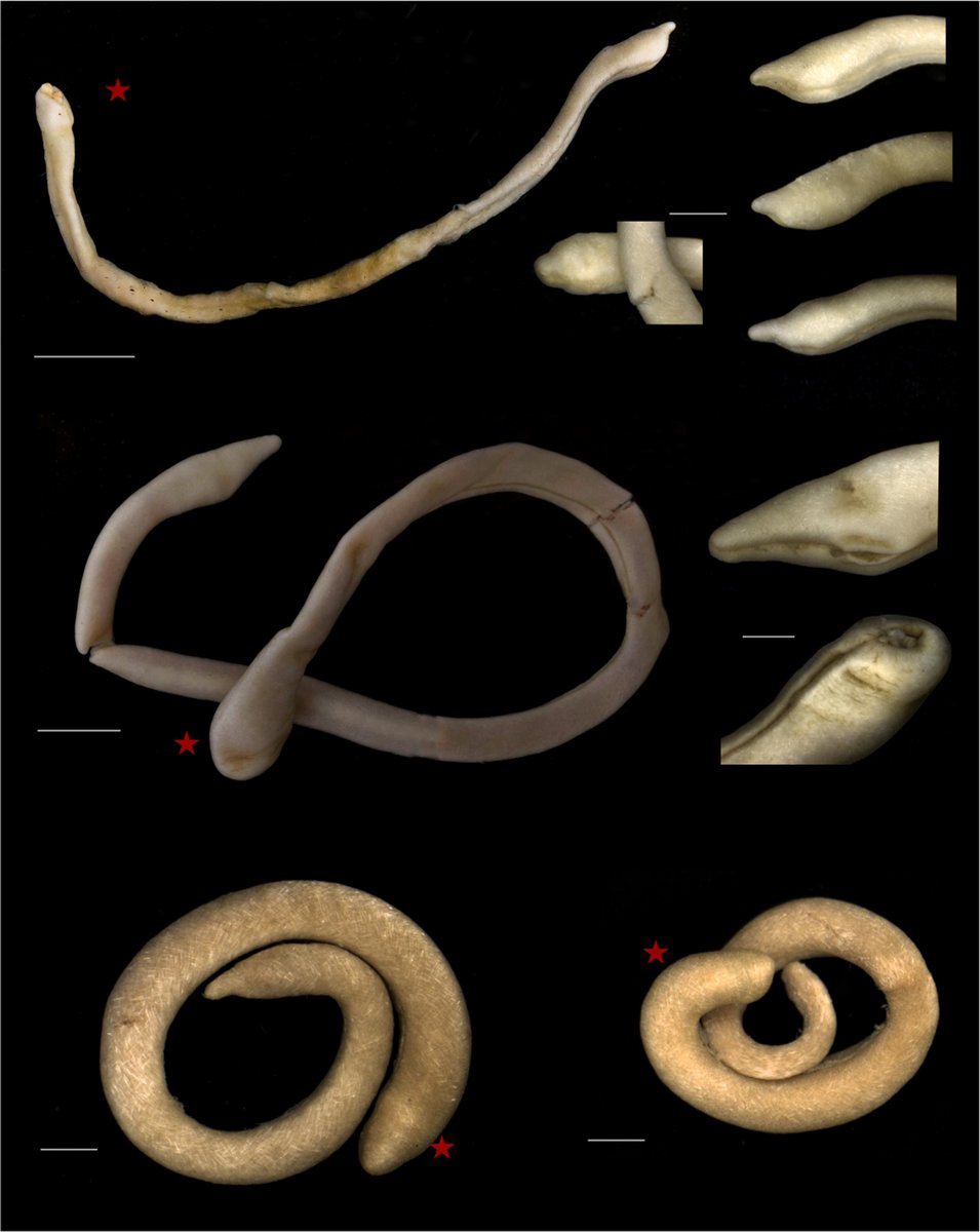 Fitting for #MolluscMonday, a new pub by <a href="/chimpi_cobo/">M Carmen Cobo</a>, <a href="/SkarletAmygdala/">Emily McLaughlin</a>, and yours truly is out today describing four new spp. of Proneomeniidae (#Aplacophora) from the S. China Sea and provides evidence that the family is paraphyletic. Thanks to <a href="/Le_Museum/">Muséum national d'Histoire naturelle</a> for specimens!