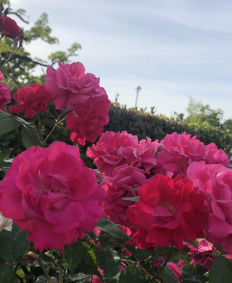 ORchama's tweet photo. 優しさをくれる度に
少し優しくなれたよ

笑顔をくれる度に
笑顔になれたよ ♬.*ﾟ

#雨模様
#FREENOTE

おはようございます🍃🌹🍃

いつもありがとうございます

優しい繋がりに✨✨感謝✨✨

皆様 笑顔溢れる
素敵な一日をお過ごし下さい
💖•*¨*•.¸¸☆*･ﾟ https://t.co/xirKFOW5dF