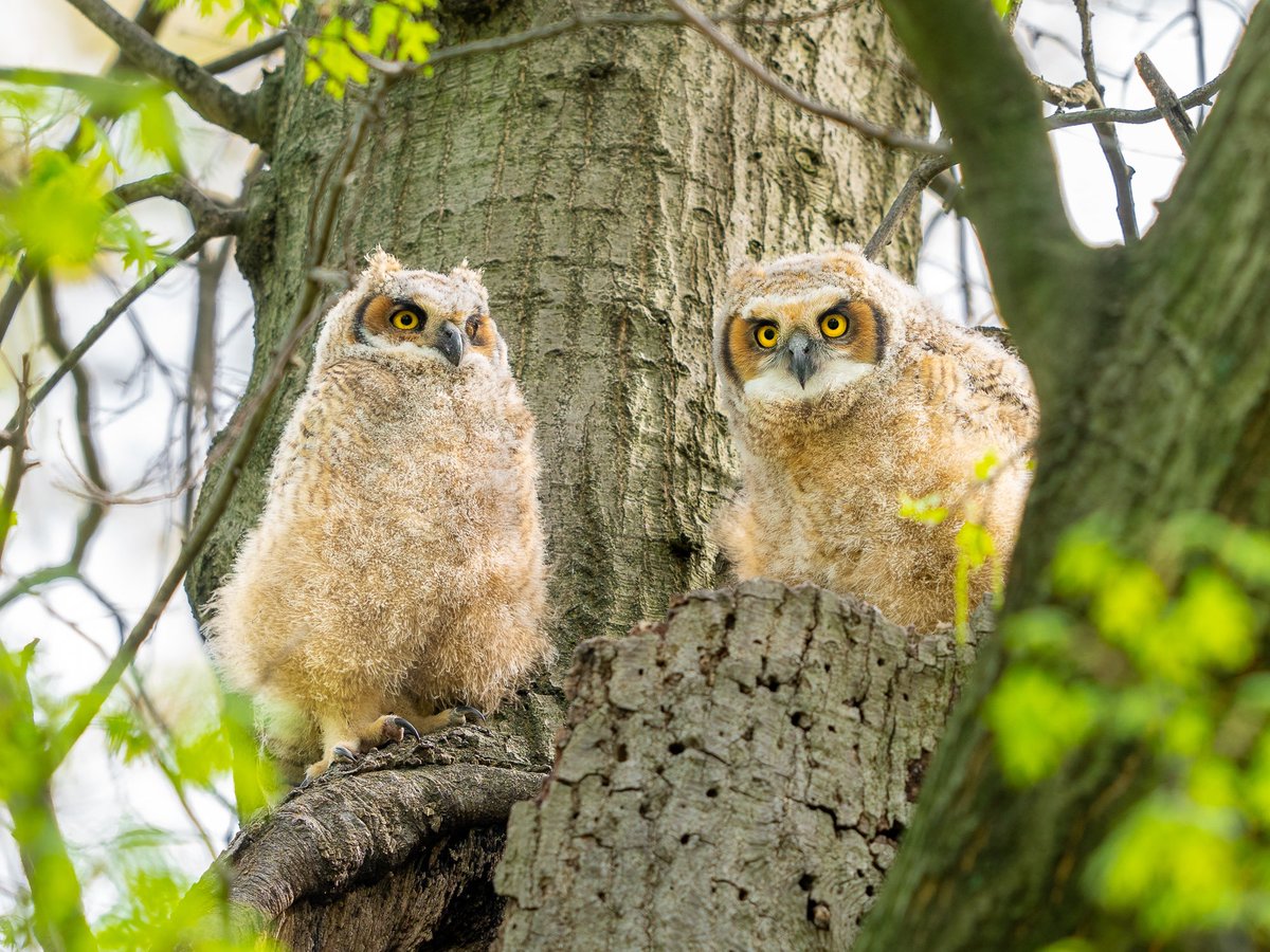 David Lei tweet media