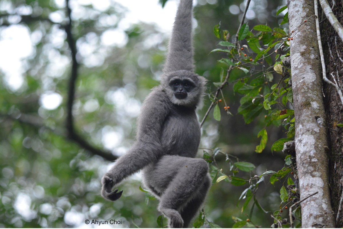 Have you ever wondered what triggers natal dispersal in pair-living species? Check out our new paper on intragroup competition and social dynamics in wild Javan gibbons - congratulation to <a href="/AhyunChoi1/">Ahyun Choi</a> on her first first-author paper :) nature.com/articles/s4159…