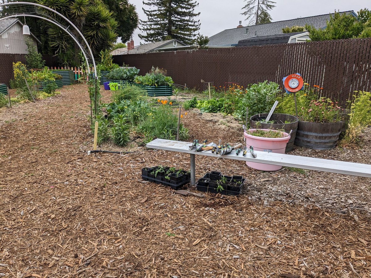 I'm so excited to have students harvest tomorrow. These snap peas are gorgeous! #UELFGarden <a href="/WholeKidsFnd/">Whole Kids</a> <a href="/sanctuaries/">Sanctuaries (NOAA)</a> <a href="/NOAA/">NOAA</a> <a href="/CAEOE/">JLS</a> <a href="/Proud2BeCRPUSD/">CRPUSD</a> <a href="/UELFSEAWOLVES1/">UELFSEAWOLVES</a> <a href="/UELF_PTA/">UELF PTA</a> <a href="/livingschoolyrd/">Green Schoolyards America</a> @schoolgardens <a href="/Kids_Gardening/">KidsGardening</a> <a href="/LundeChristina/">Christina Lunde</a>