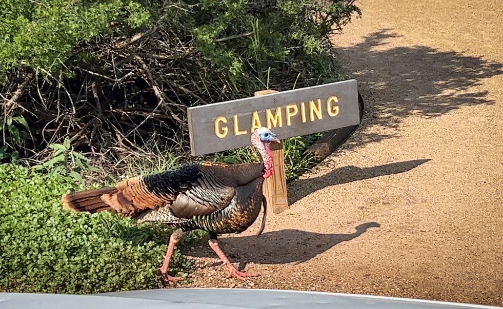 I just learned yesterday that turkeys are into glamping. Who knew? #turkey #glamping #PaloDuroStatePark