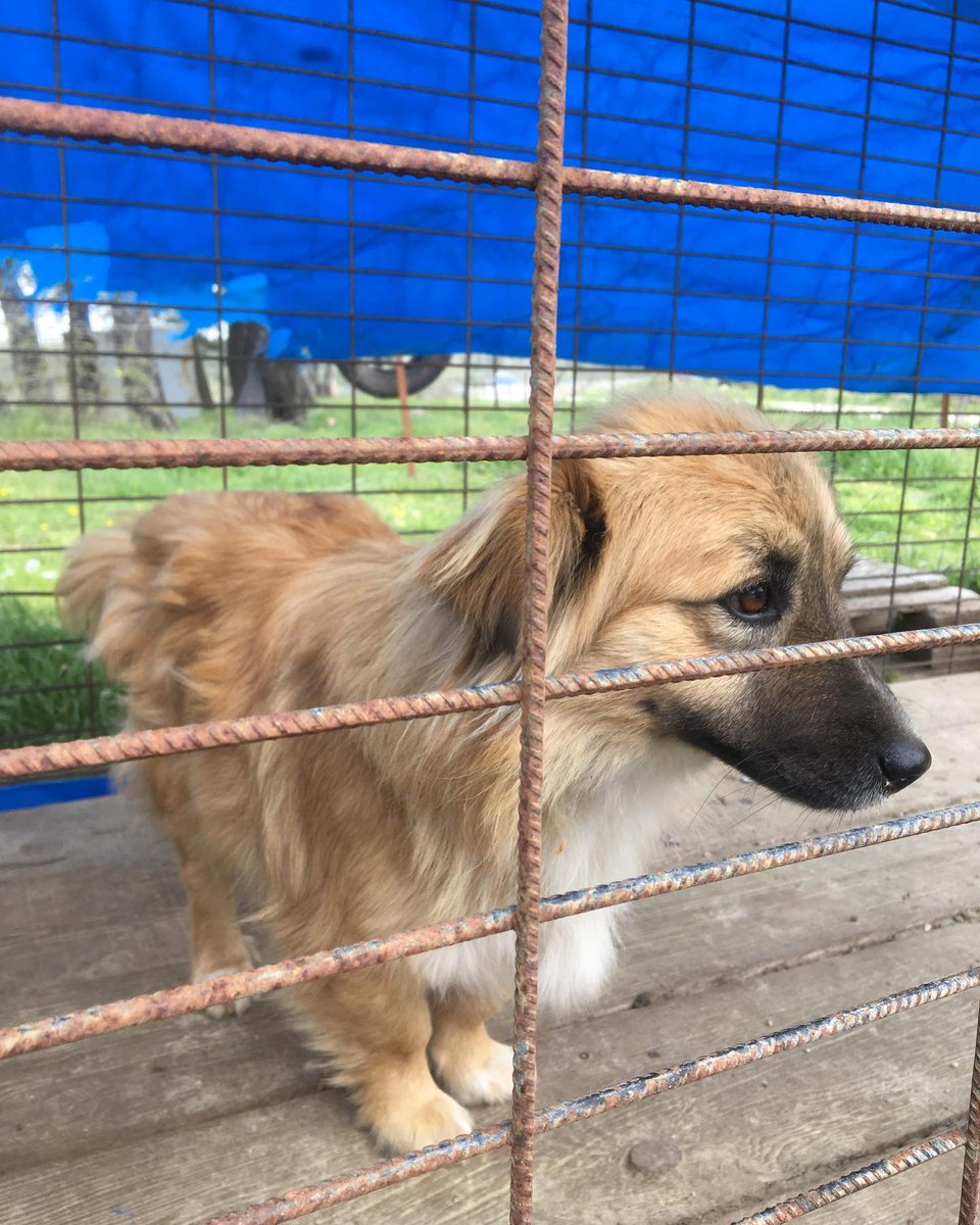 patiarkadas's tweet photo. Sokağa terkedilmiş ve terkedildiği yerde 2 ay boyunca sahiplerini beklemiş 😔
Rus finosu melezi yuva arıyor.
2 yaşında dişi ve kısır
Çanakkale

İletişim  instagram @avucumdaki.patiler

#SokakHayvanlarıSahipsizDeğil 
#satinalmasahiplen 
#çanakkale #köpek https://t.co/MxeBtdIO8R