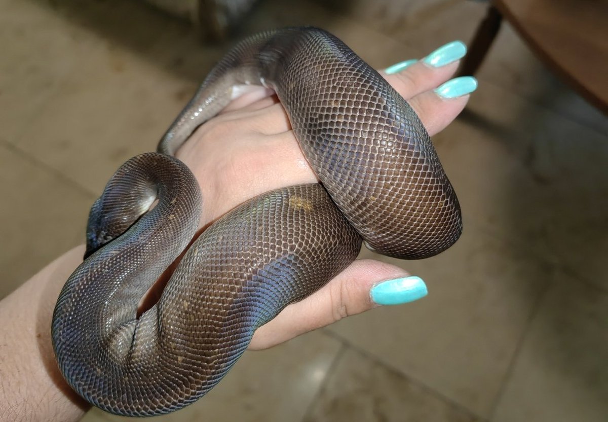 1111Georgia1080's tweet photo. Some beauties❤
#ballpython #pythonregius #python #königspython #köpi #snake #snakes #snakesofinstagram #snakesworldwide #angolanpython https://t.co/JJowJlsgJY