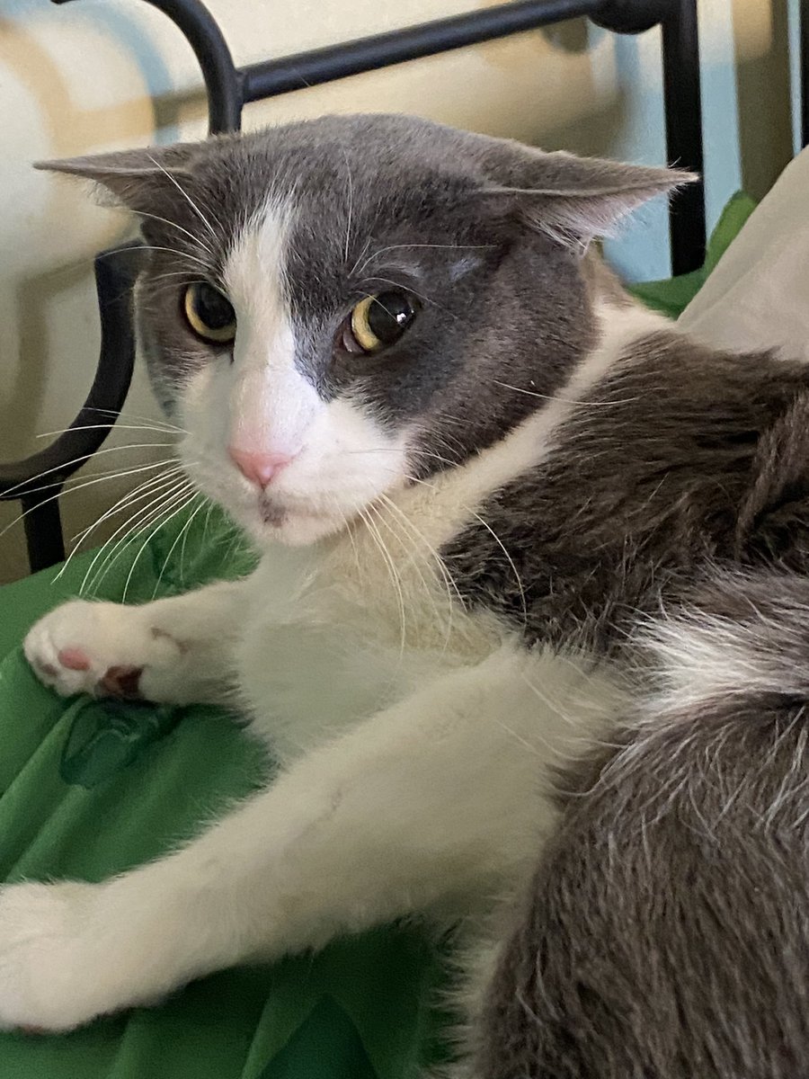 Soggy Cat enjoyer on Twitter "stop being ratchet"