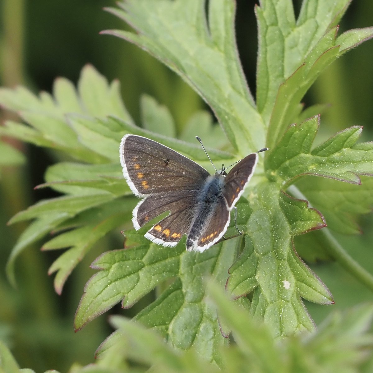 There were quite a few Brown Argus flying today #ThamesBarrierPark