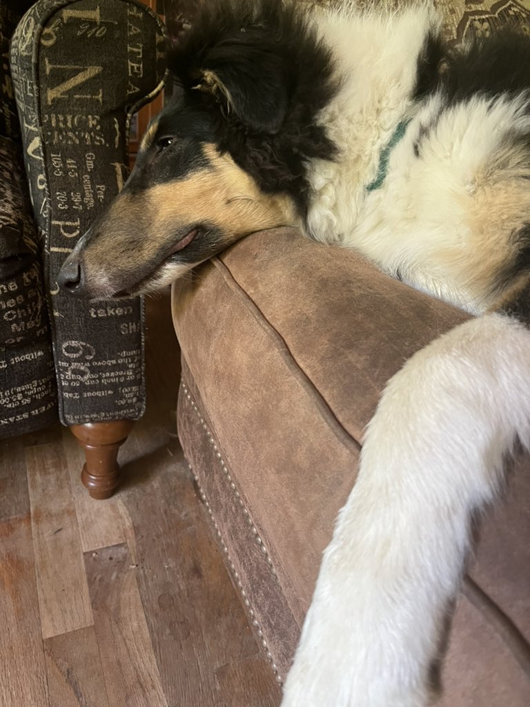 roscoe_collie's tweet photo. When you spend the weekend running with your four-legged cousins and then they go home, you are dog tired!! I feel you, Roscoe!! https://t.co/TXRcuCsLk5
