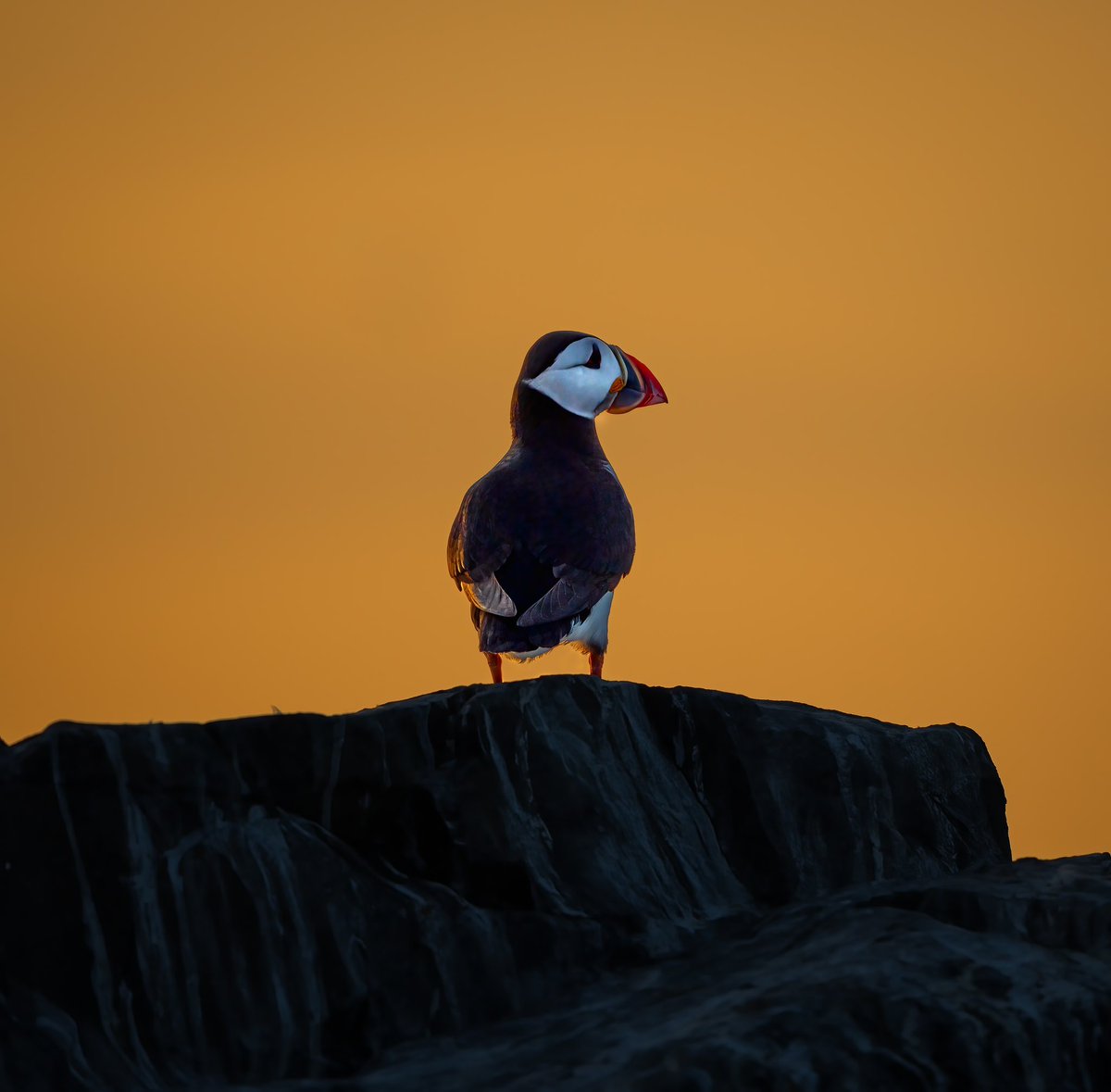 SUNSET PUFFIN

An Atlantic Puffin basking in the last evening rays on an amazing sunset cruise around the Farne Islands in Northumberland yesterday. 
#puffin #farneislands #birdphotography #serenityboattours #fsprintmonday