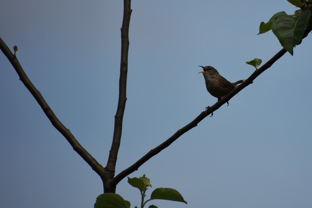 Ŝi estas eta sed ŝi estas feroca 
#Birds 
#birdoj 
#trogdolito