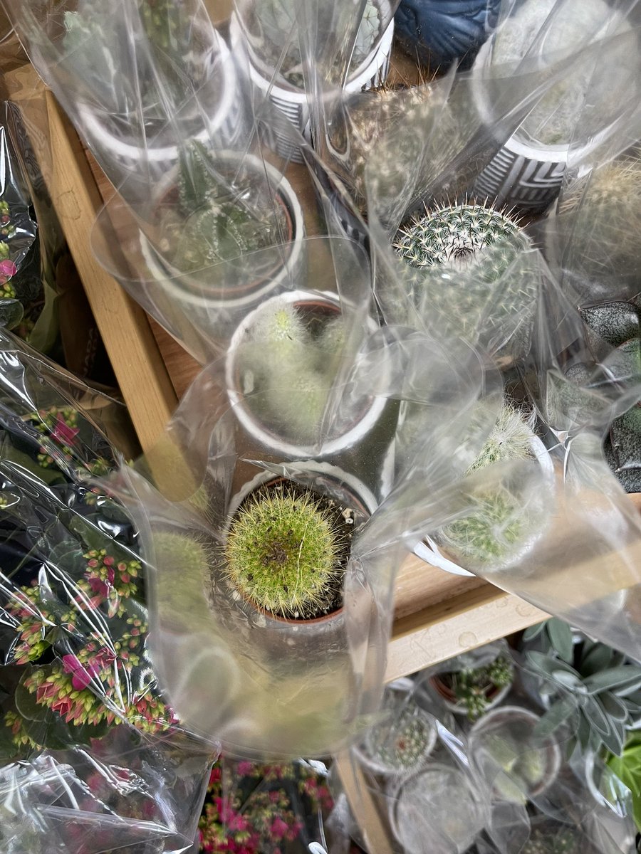 OK, opinion needed. My cat eats every plant I attempt to bring in the house. So, is this a brilliant idea or cruel?