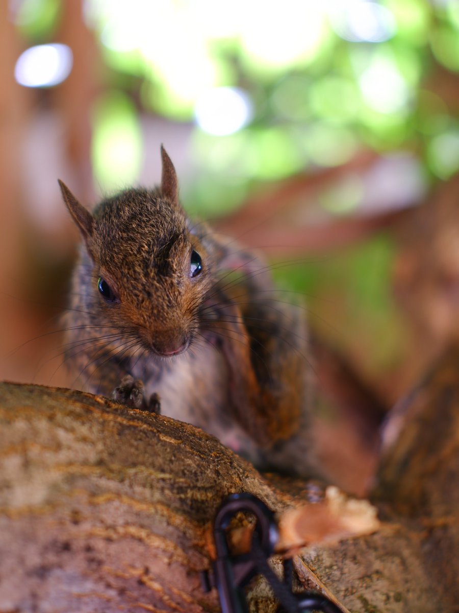 lisamancinerh's tweet photo. Mikey ❤️❤️❤️ #squirreltography https://t.co/iilKlCl4b1