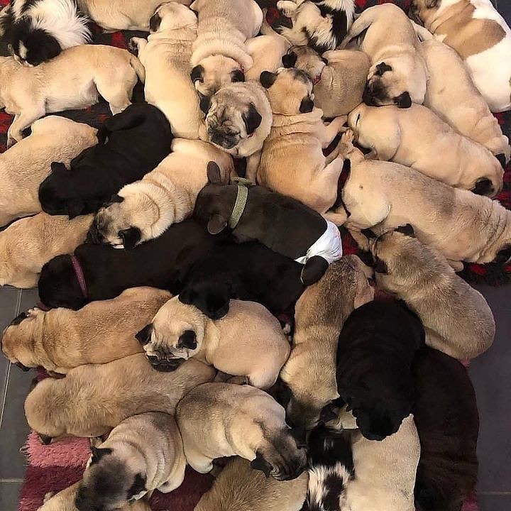 Pug heaven