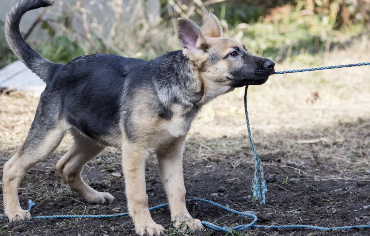 Almuoc's tweet image. Observe and Reinforce for Accuracy.
We are on our regular walk with the dogs.  One of the things that we do while hiking with them is practicing coming when called. 
buff.ly/3OwhfbY
 #dogbehavior #dogbehaviourist #dogbehaviortraining #dogbehaviormodification #dogblog