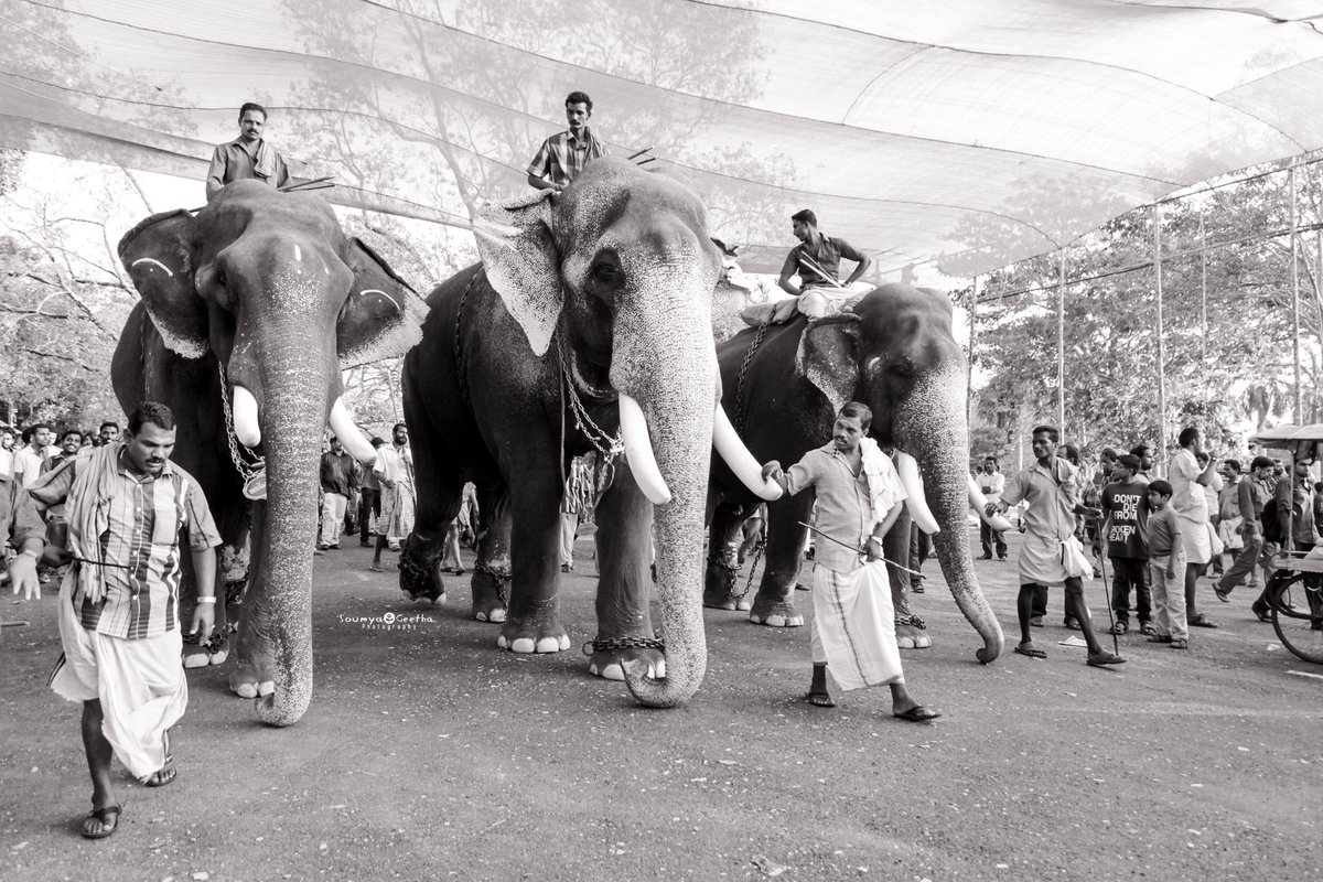 When I dared to travel Solo, I never thought I will ever have the courage but the freedom I experienced covering this event straight 7 days!
Zeal to do it often & I cherish it for life!

Search Thrissur Pooram to know it's not an easy event to cover & I did!

#soumyageetha