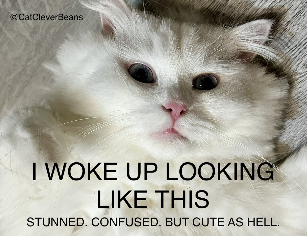 CatCleverBeans's tweet photo. Wake up with the right amount of yass. Or sass. https://t.co/Di5y0mAzW9