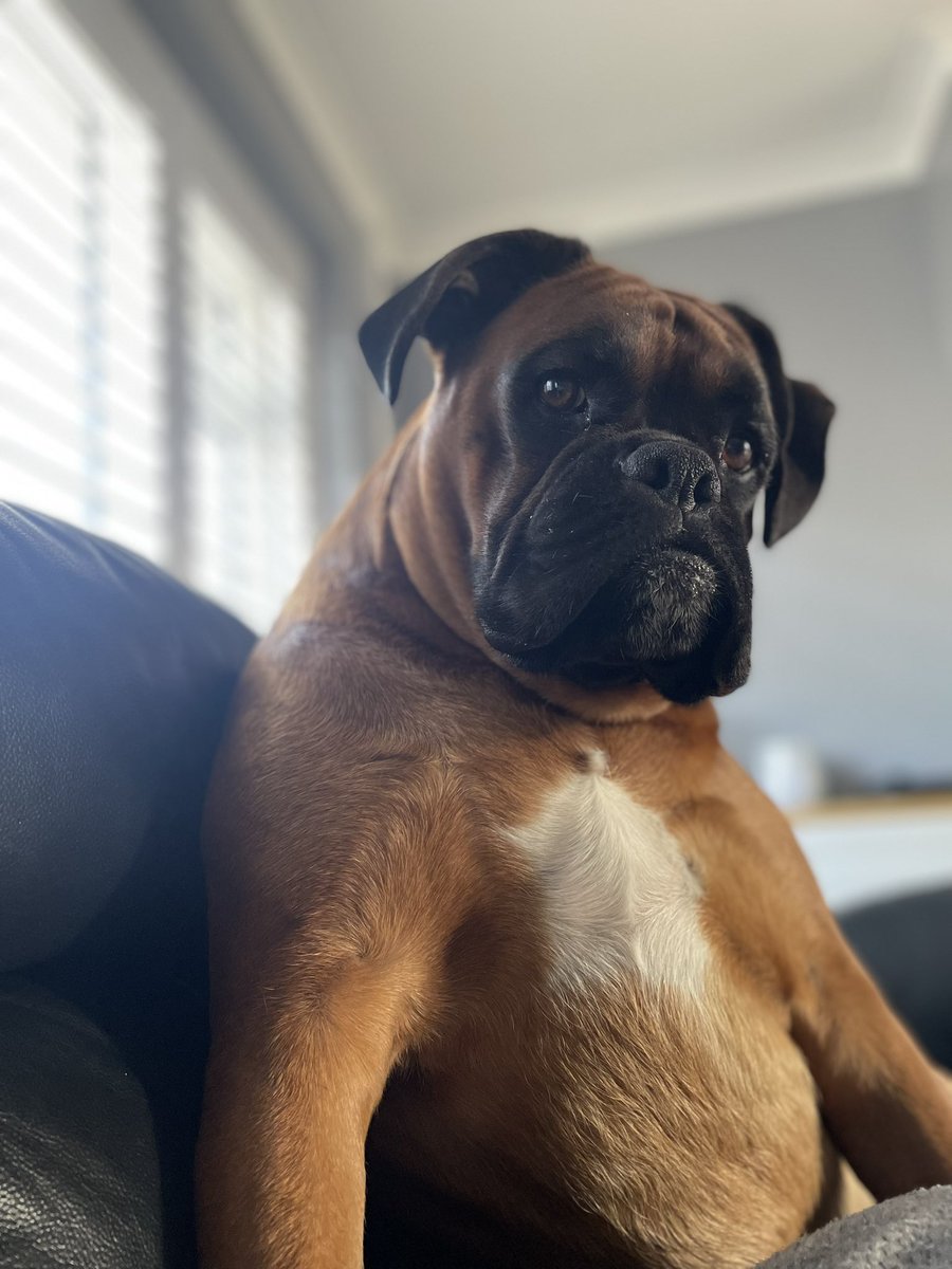 MrsLcom1's tweet image. Just sittin… chillin… #boxerdog #boxerdoglover #boxersoftwitter #dog  #DogsofTwittter